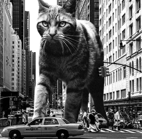 Tabby is a fashion house born from love of cats the fearless, the misfits, the quietly powerful.We reimagine classics into pieces that feel playful, untamed, and effortlessly cool.Designed, crafted and made in Pakistan.